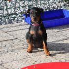 Deutscher Pinscher Welpe von der Schwalmaue