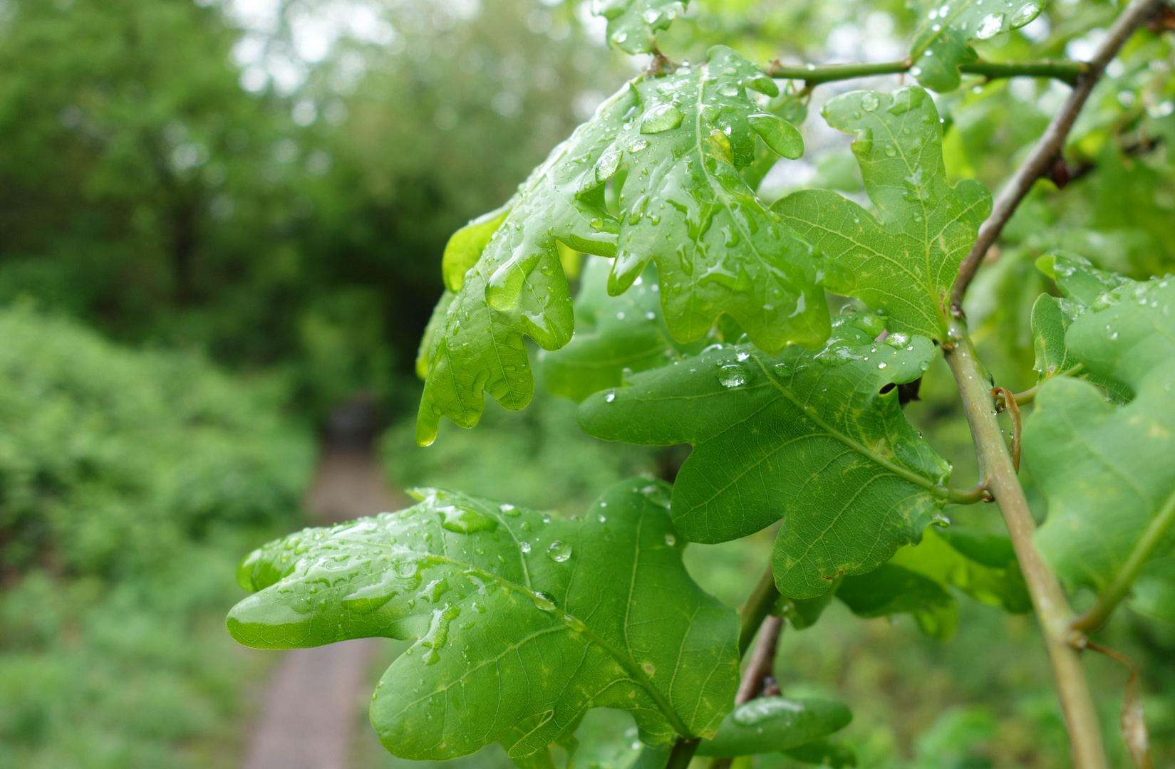 Deutscher "Regenwald"