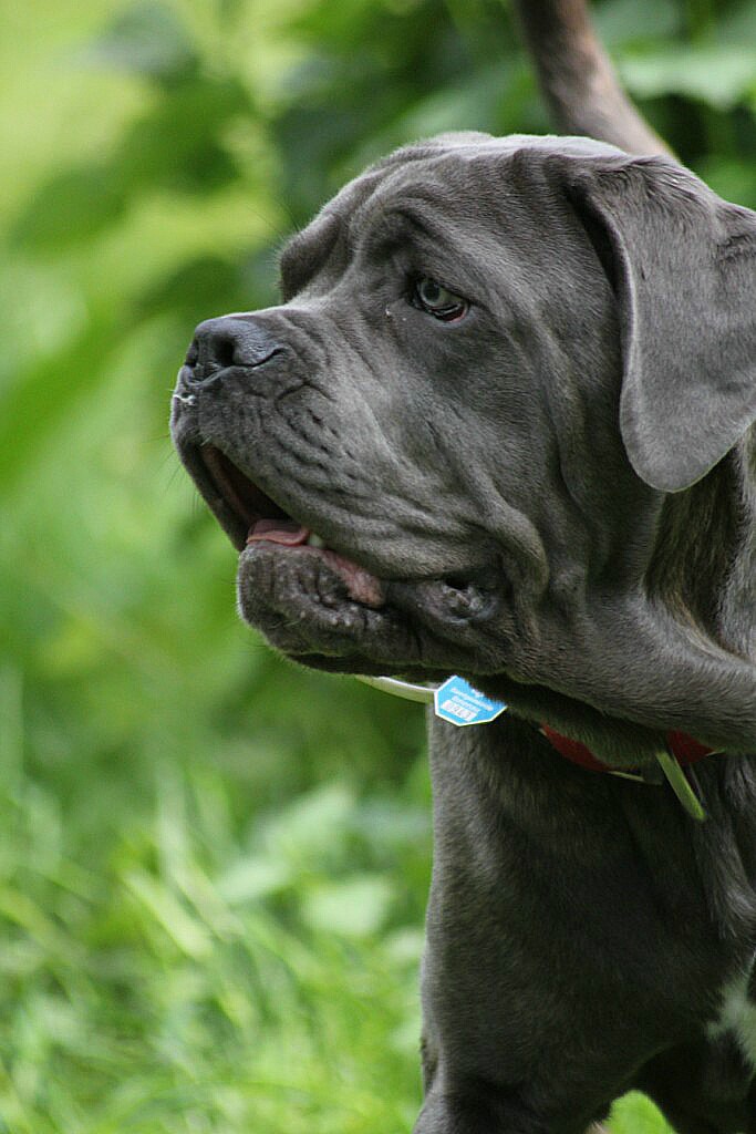 Deutscher Saupacker Foto &amp; Bild tiere, haustiere, hunde Bilder auf