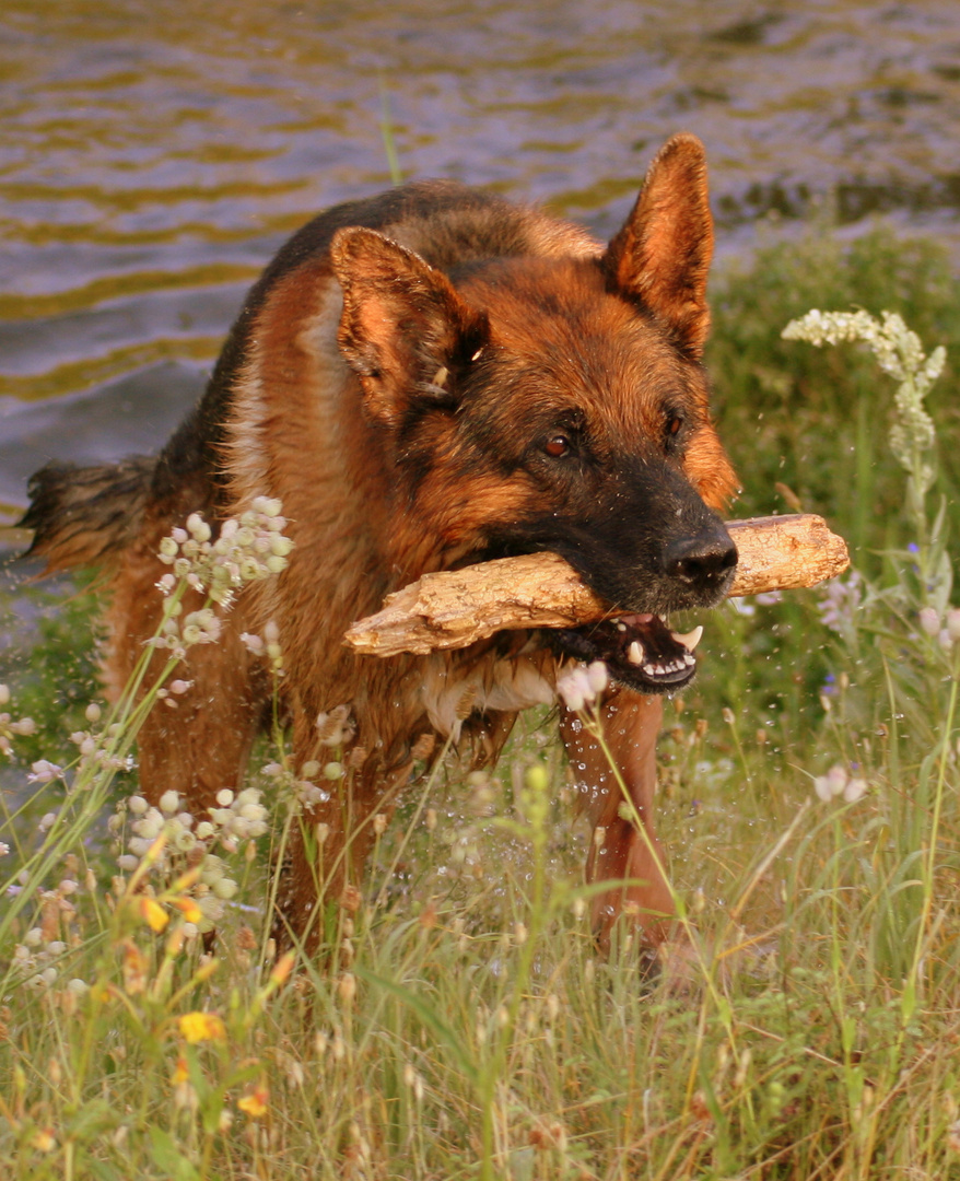 deutscher Schäferhund