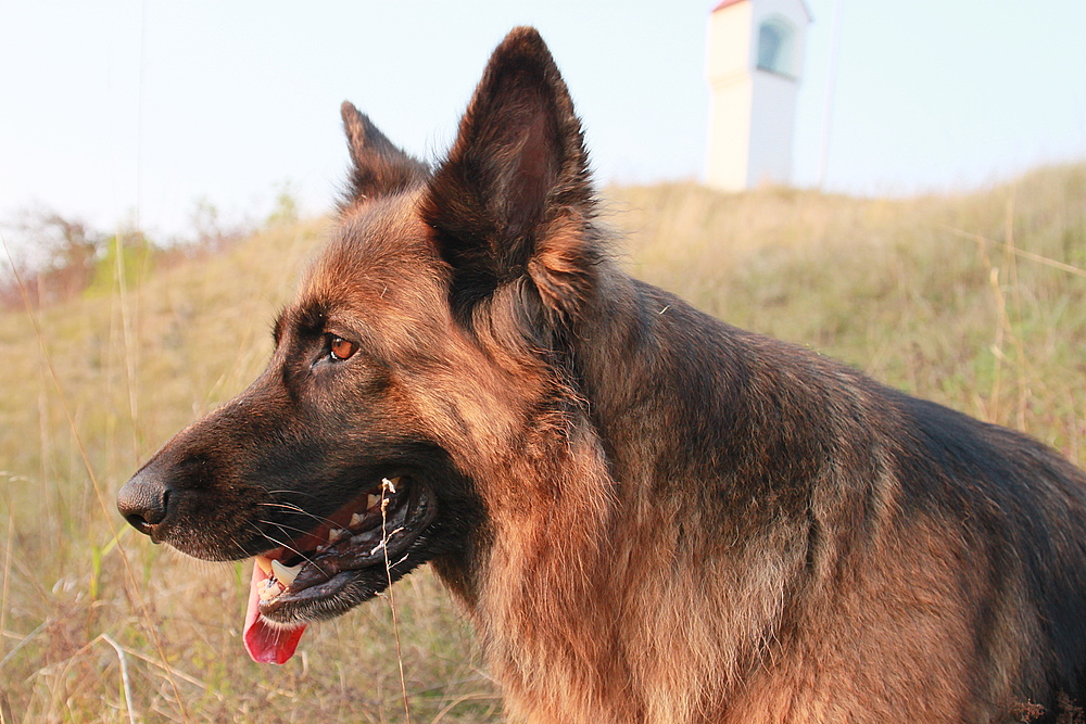 Deutscher Schäferhund