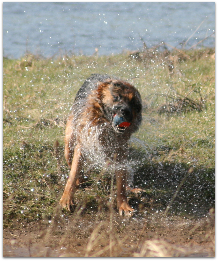 deutscher Schäferhund