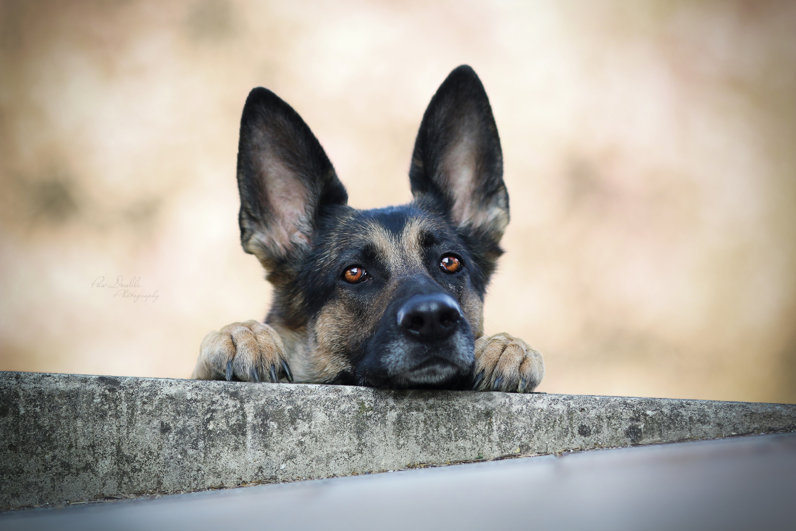 Deutscher Schäferhund