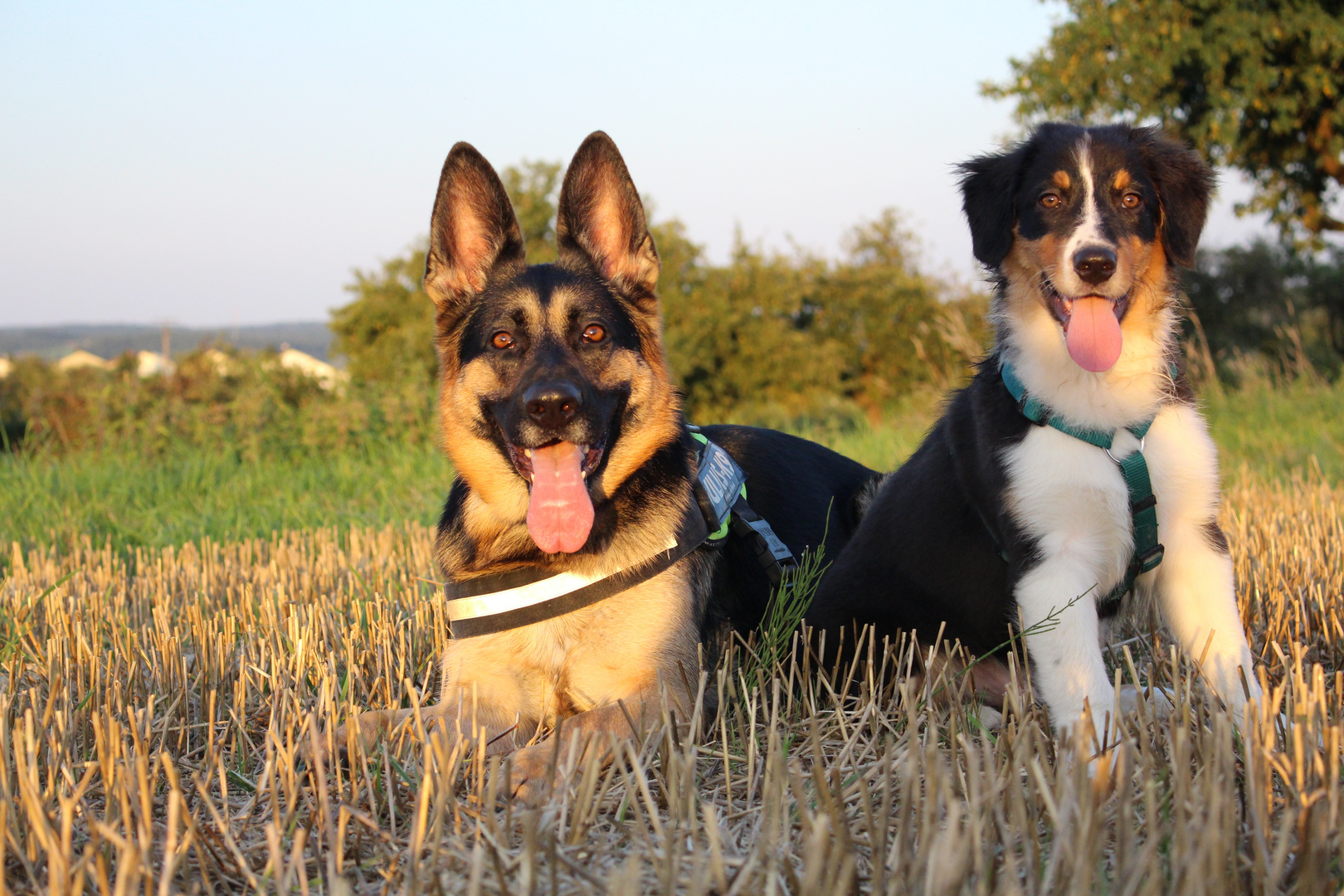 Deutscher Schäferhund / Australian Shepherd Puppy