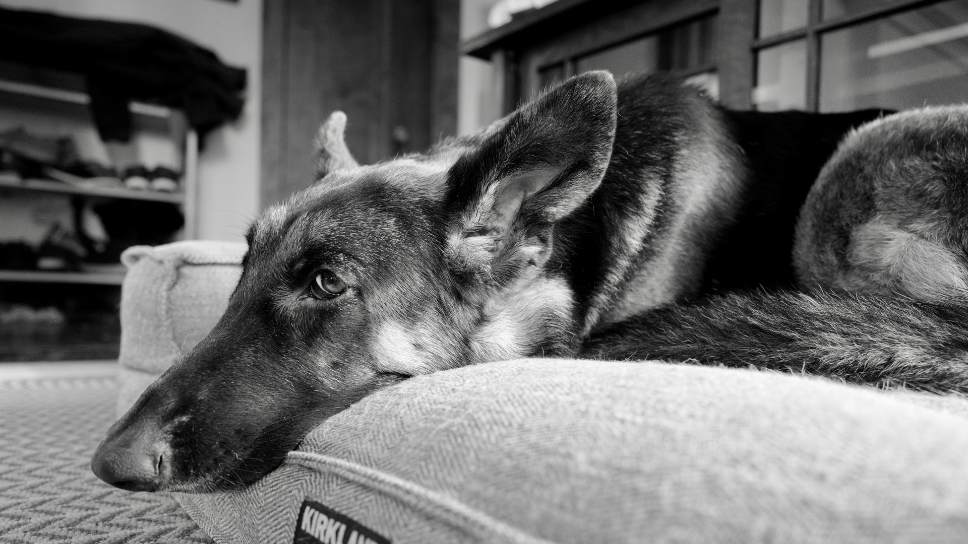 Deutscher Schäferhund bei der Ruhe