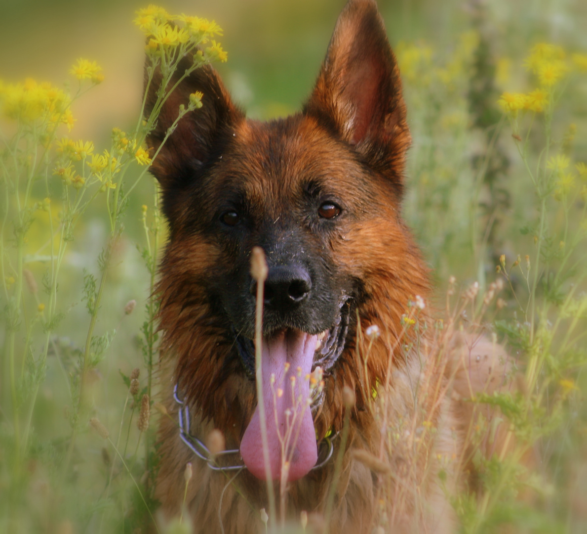 deutscher Schäferhund