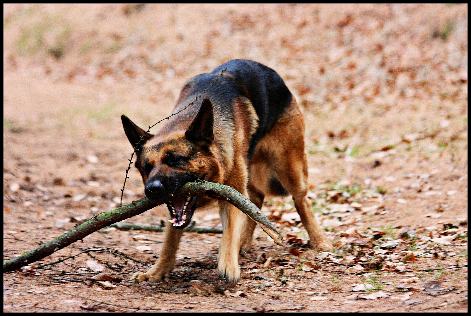 Deutscher Schäferhund