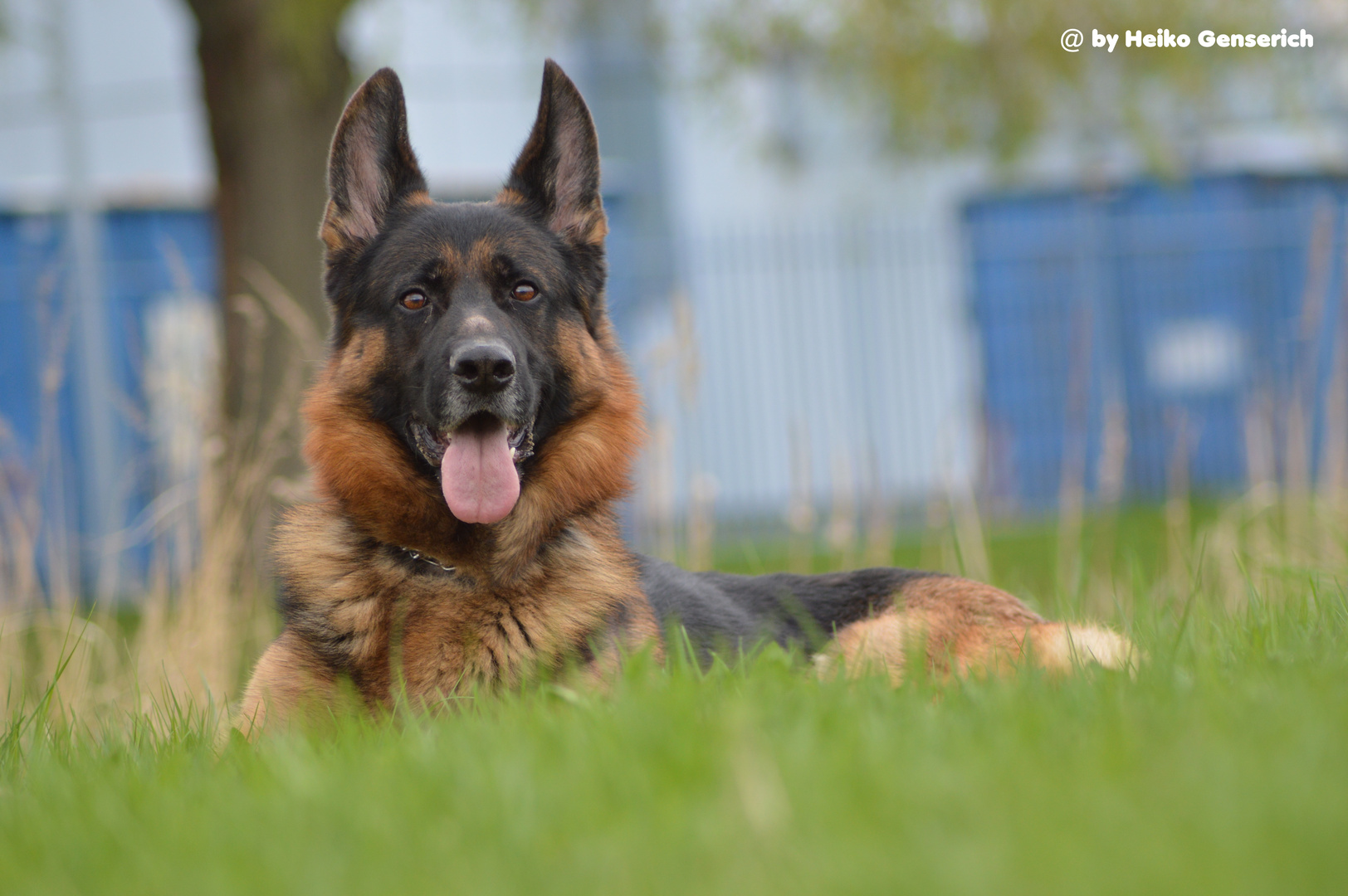 Deutscher Schäferhund