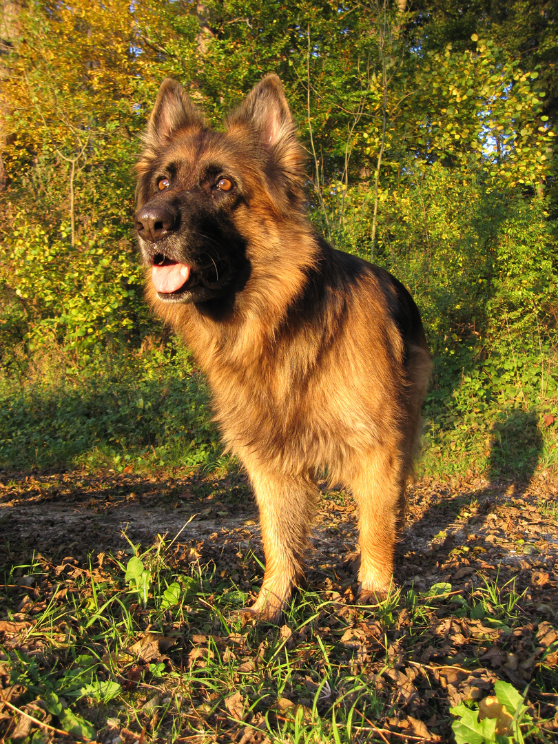 Deutscher Schäferhund / German shepherd