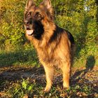 Deutscher Schäferhund / German shepherd