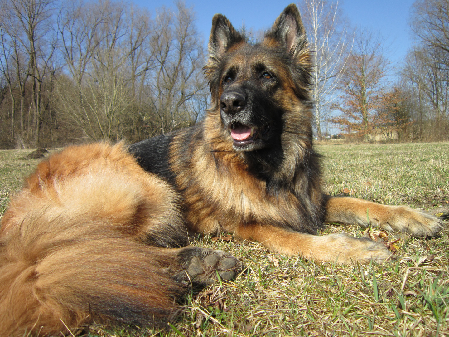 Deutscher Schäferhund German Shepherd Dog