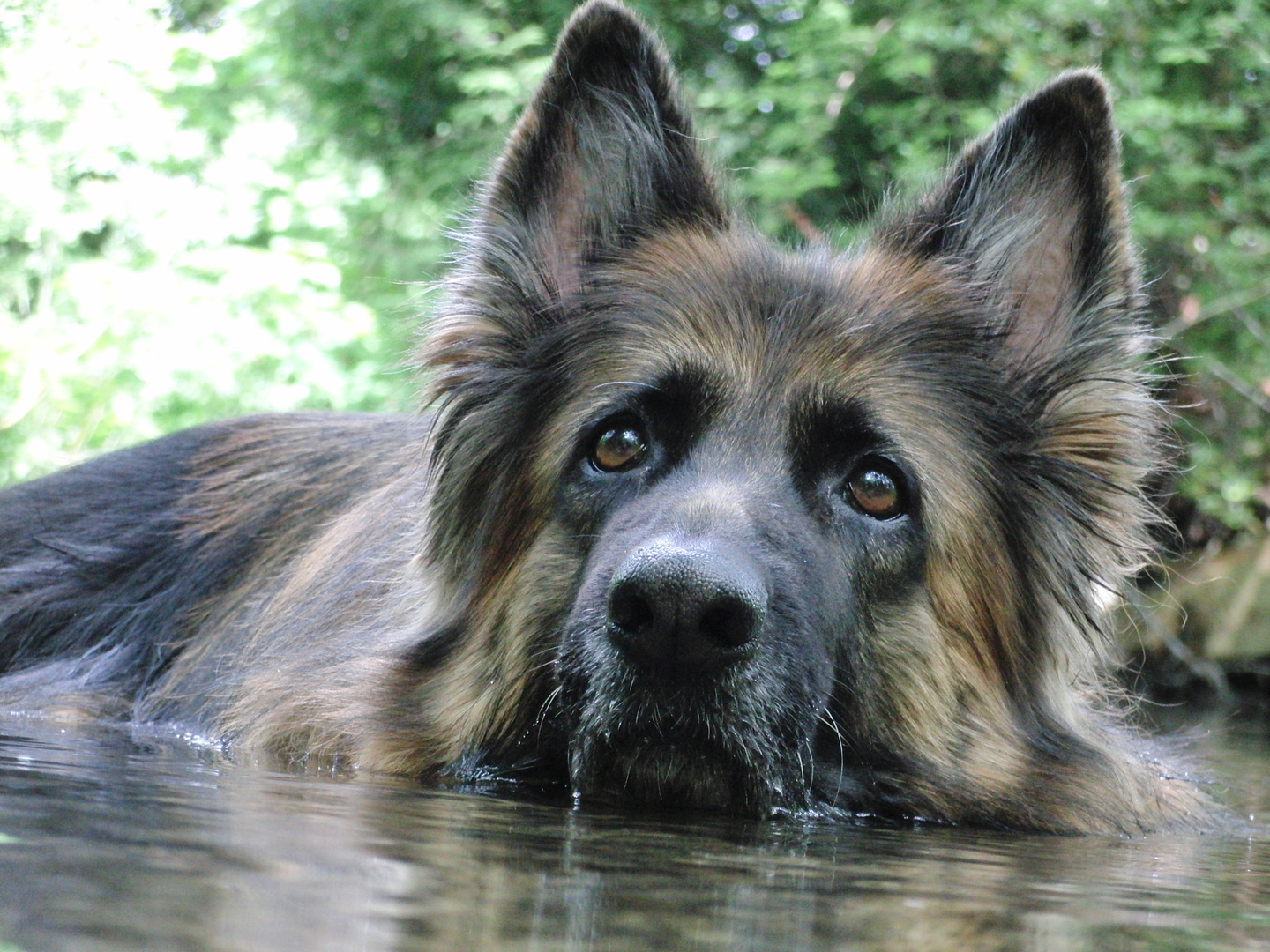 Deutscher Schäferhund German Shepherd Dog