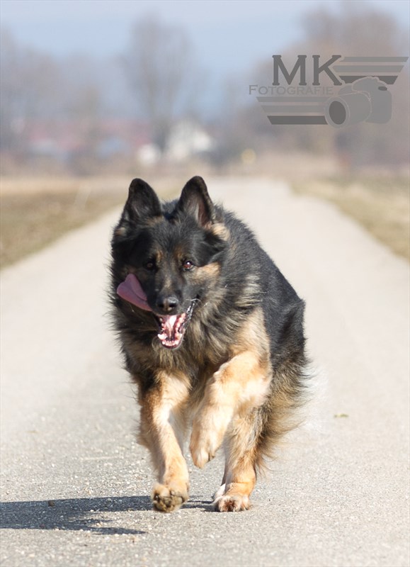 Deutscher Schäferhund - Ivan