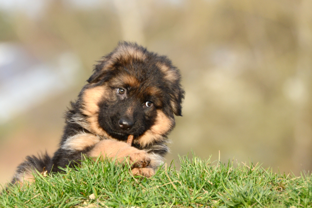Deutscher Schaferhund Welpe Foto Bild Tiere Haustiere Hunde Bilder Auf Fotocommunity