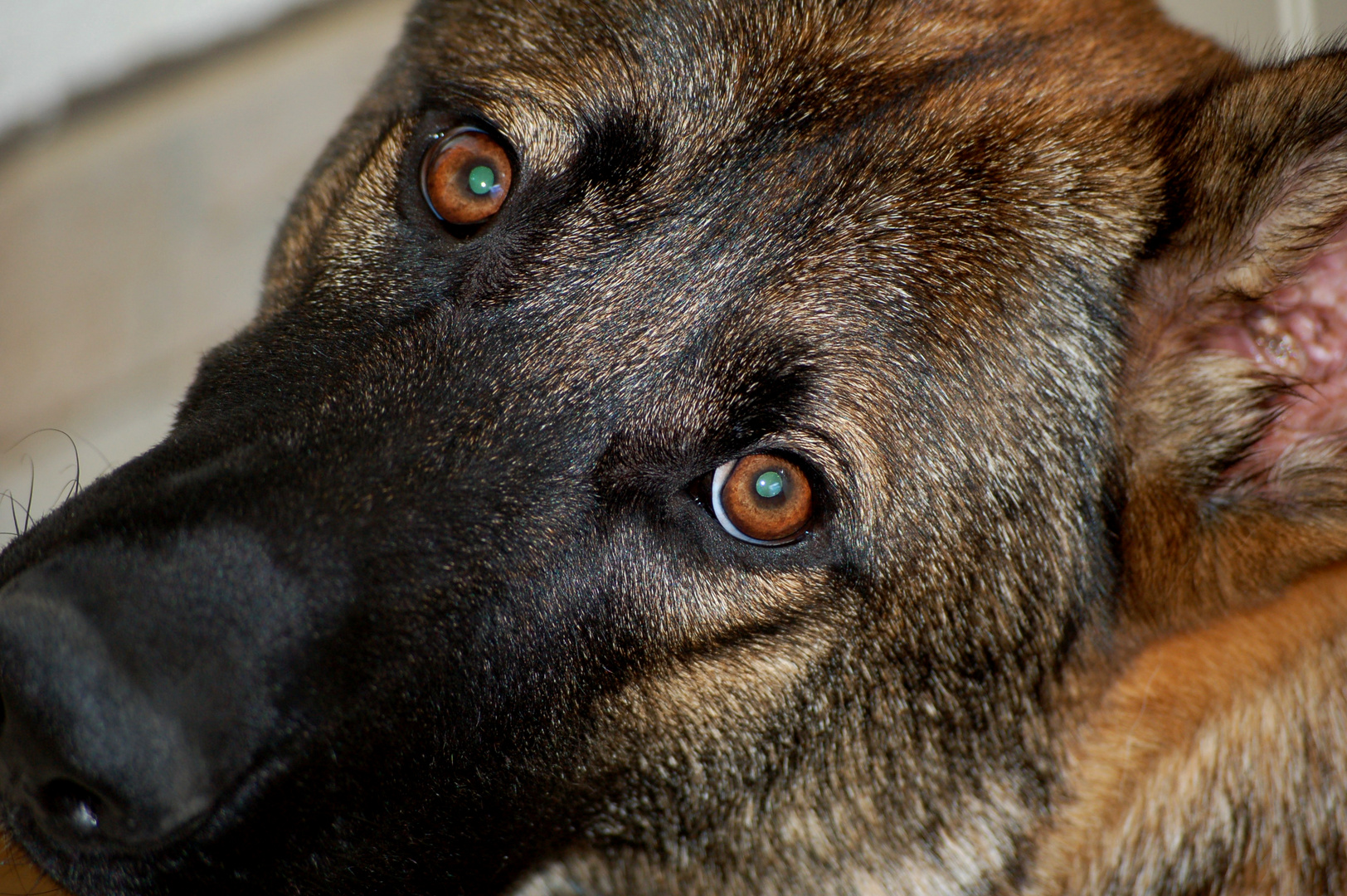 Deutscher Schäferhund Yucon Cliff von Metunaj 