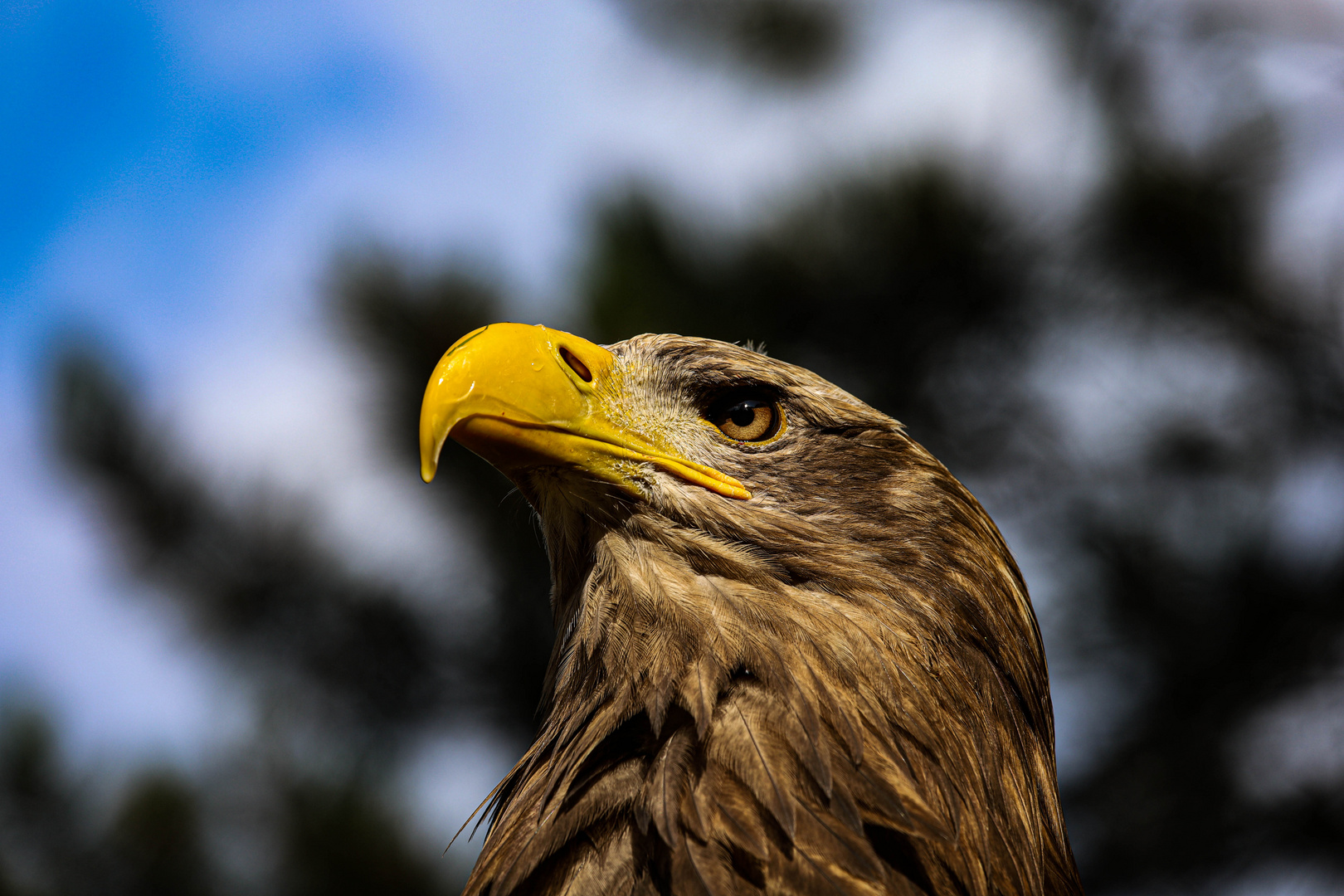 Deutscher Seeadler