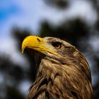 Deutscher Seeadler