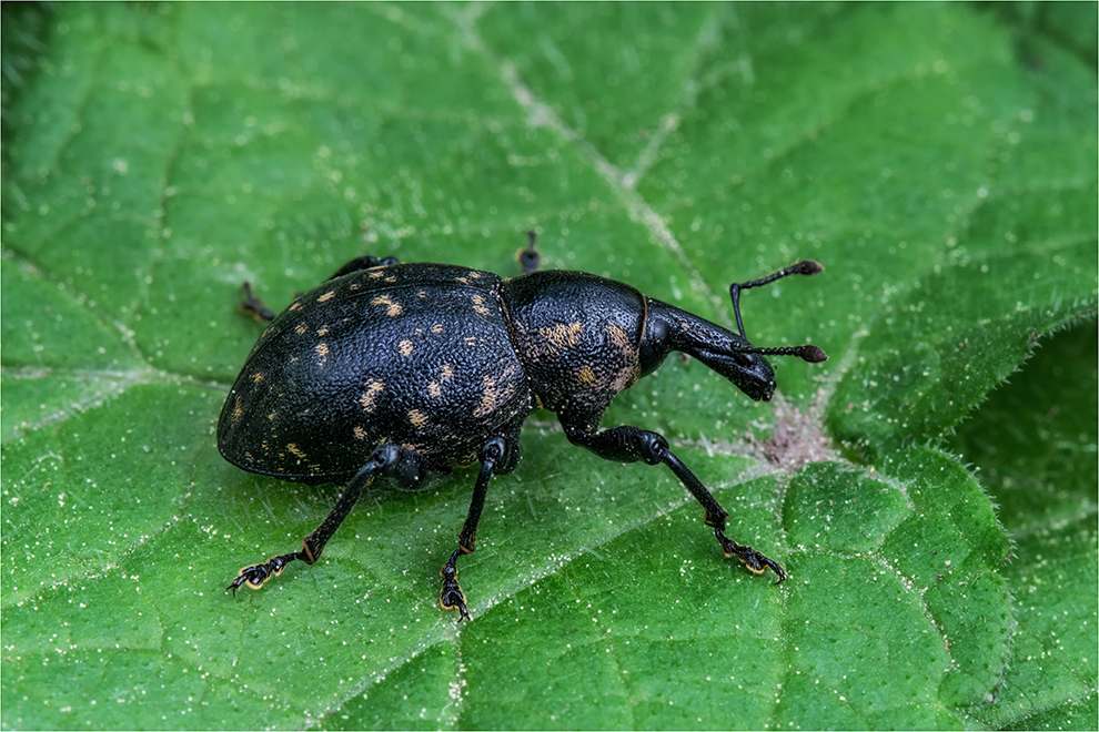 Deutscher Trägrüssler (Liparus germanus)