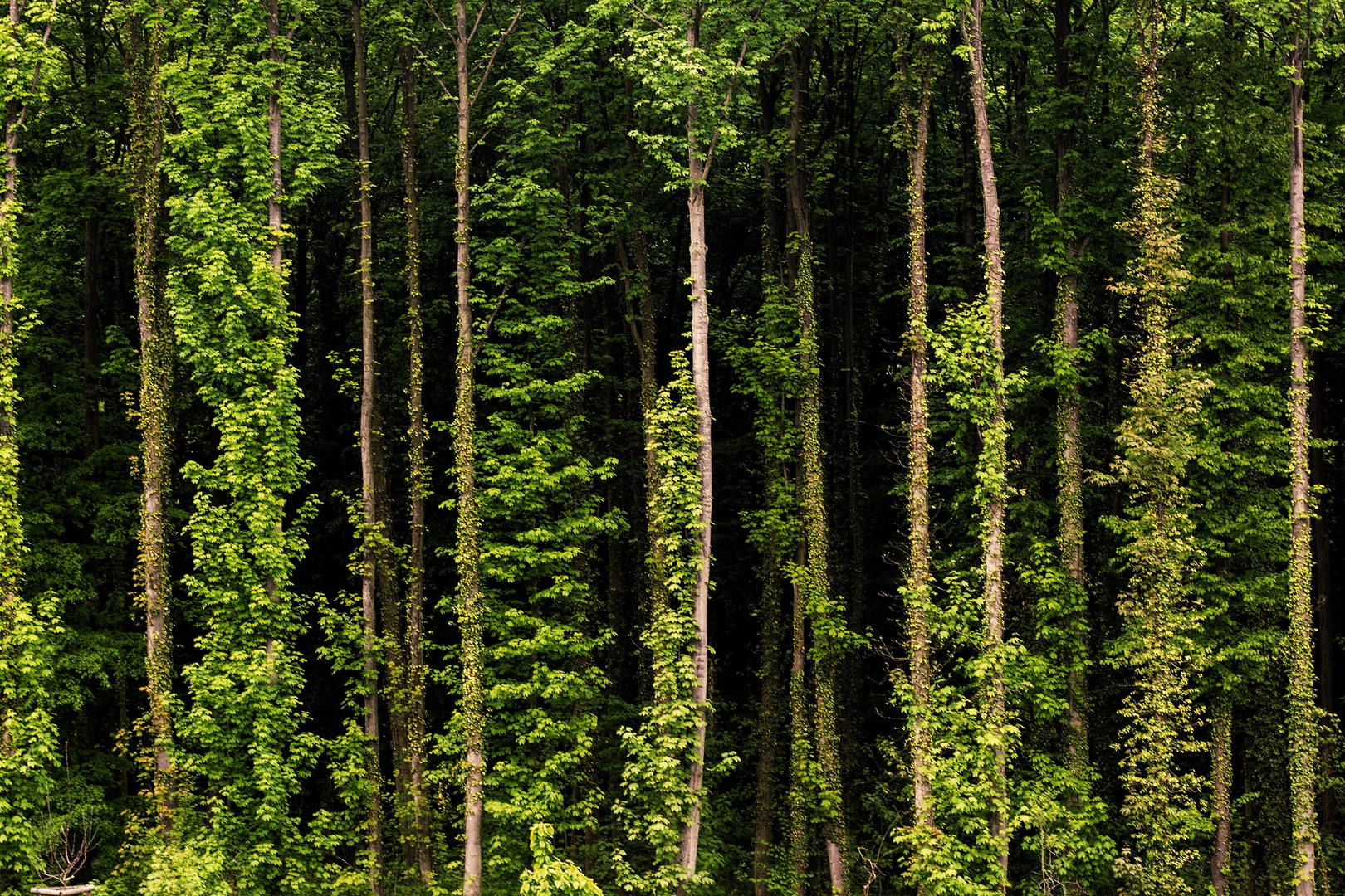 Deutscher Urwald