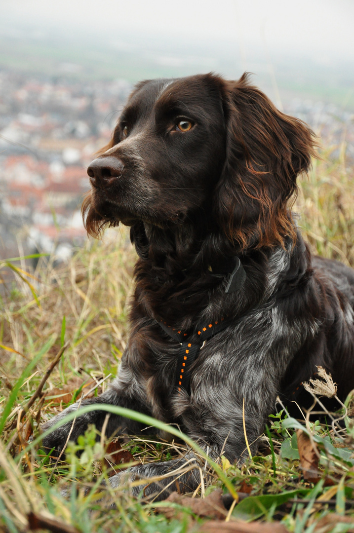  Deutscher  Wachtelhund Foto Bild tiere haustiere 