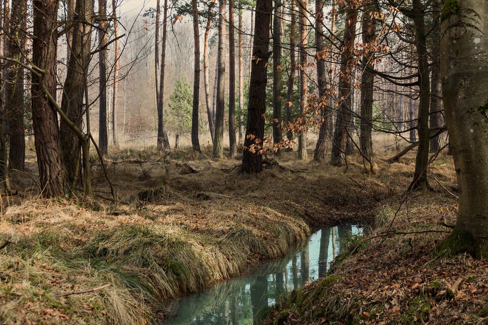 Deutscher Wald 