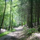 Deutscher Wald