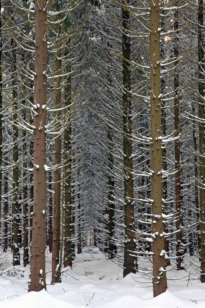 Deutscher Wald