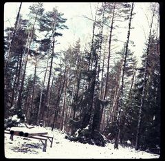 Deutscher Wald in bedenklicher Schieflage!!