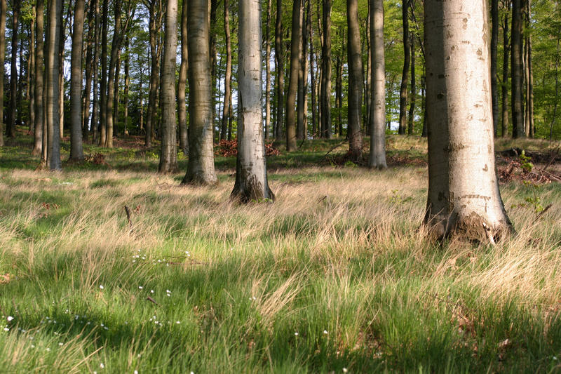 Deutscher Wald in schönem Licht