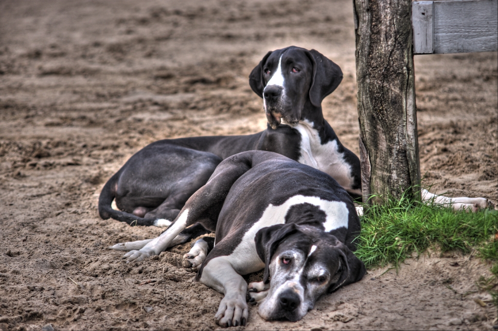 Deutsches Doggen HDR