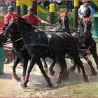 Deutsches Fahrderby Riesenbeck - Geländefahrt Vierspänner