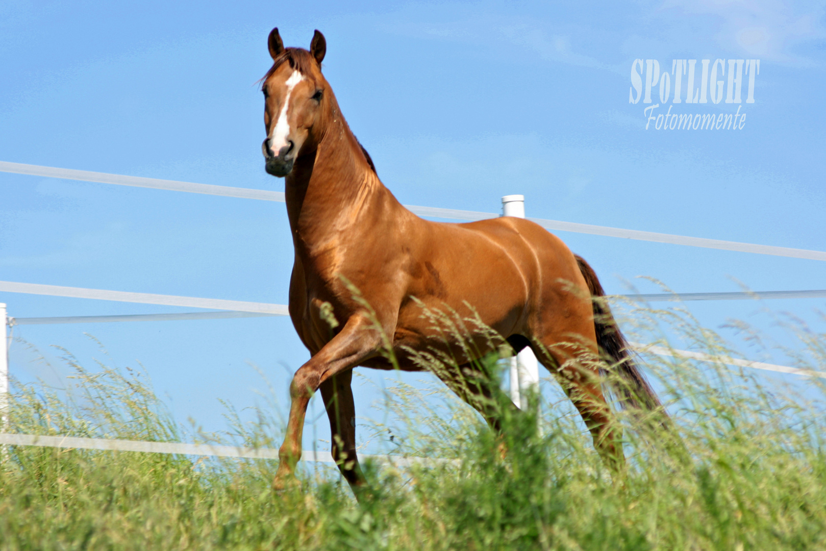 Deutsches Reitpony