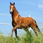 Deutsches Reitpony