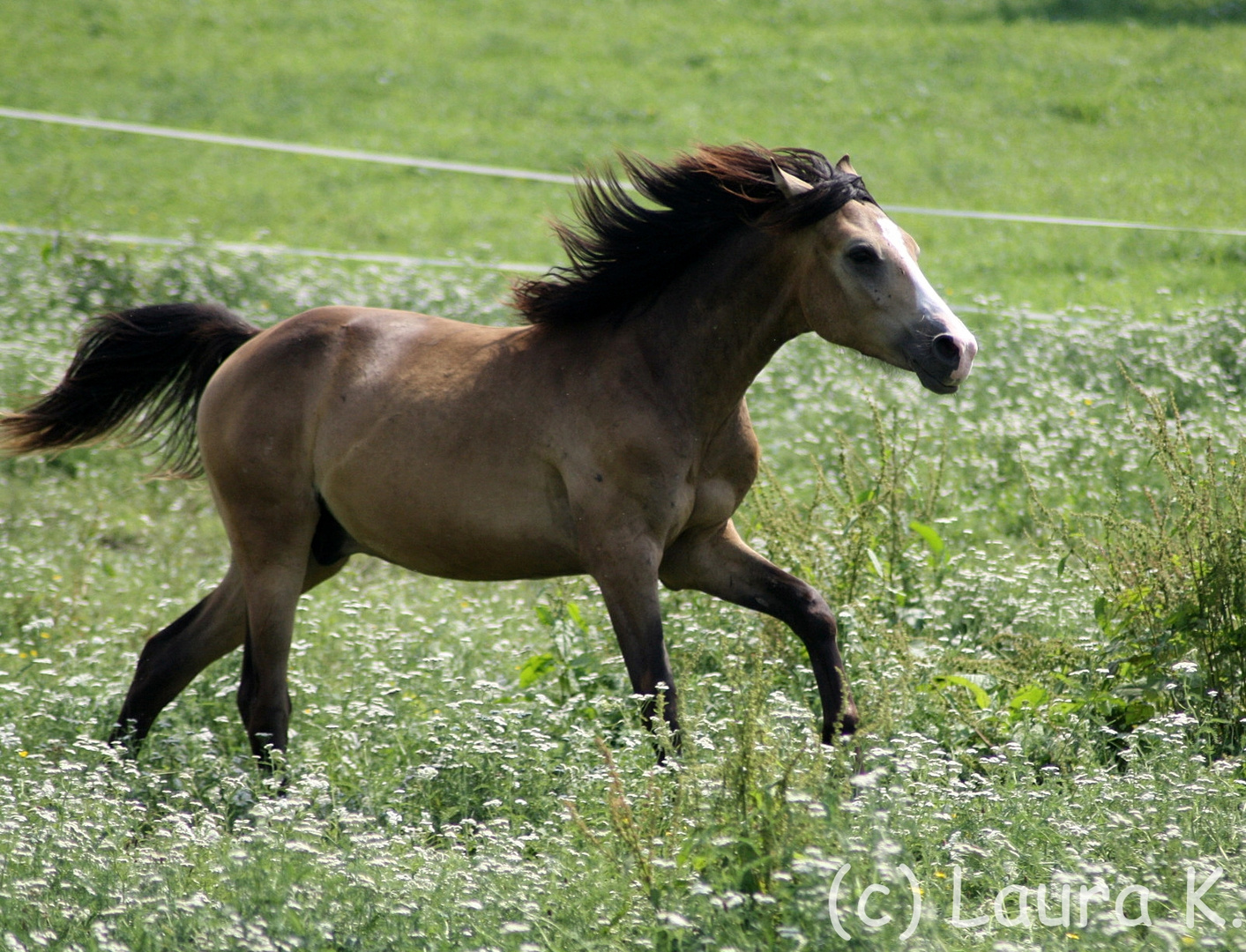 Deutsches Reitpony - Corelli