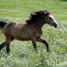 Deutsches Reitpony - Corelli