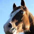 Deutsches Reitpony von unten