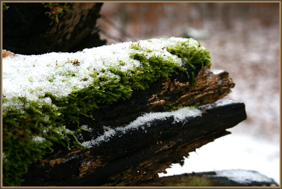 Deutsches Waldkrokodil