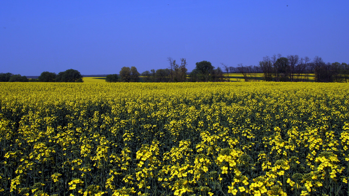 Deutschkreutz das "Blaufränkischland" im Mittelburgenland