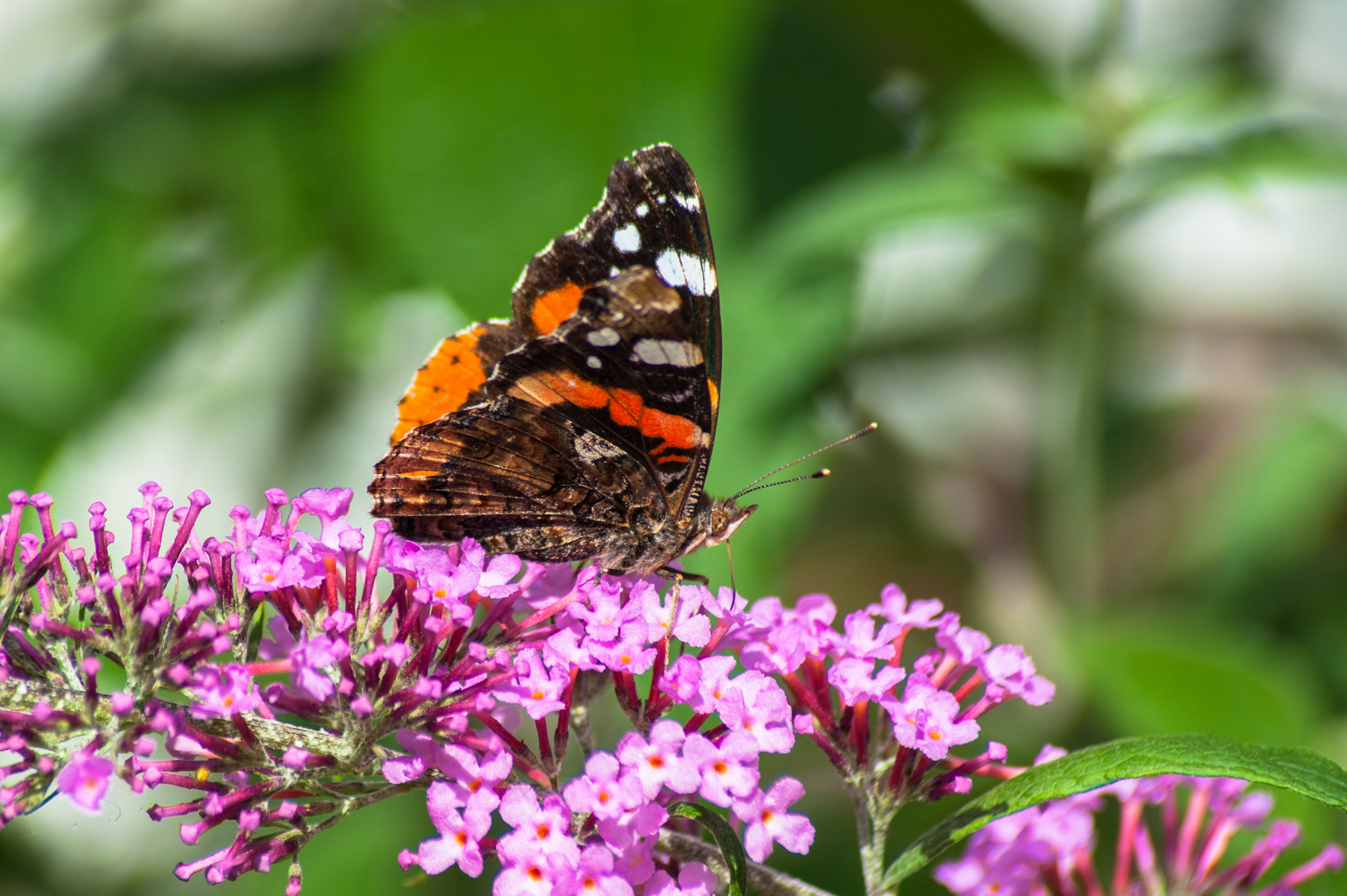 Deutschland 2017: BaWü, Admiral (Vanessa atalanta)