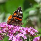 Deutschland 2017: BaWü, Admiral (Vanessa atalanta)