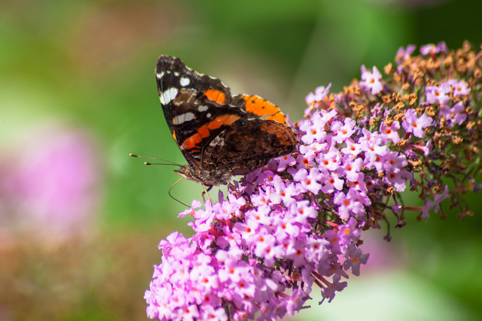 Deutschland 2017: BaWü, Admiral (Vanessa atalanta)