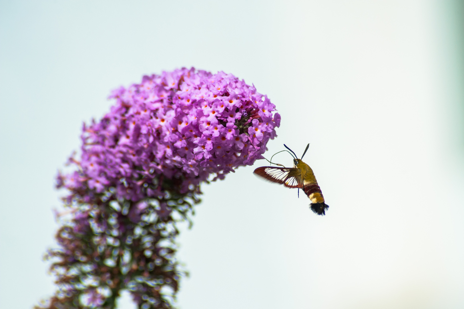 Deutschland 2017: BaWü, Hummelschwärmer (Hemaris fuciformis)