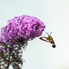 Deutschland 2017: BaWü, Hummelschwärmer (Hemaris fuciformis)