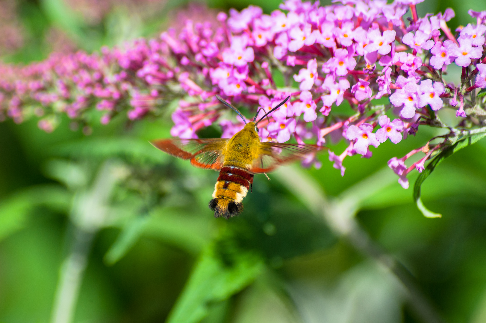 Deutschland 2017: BaWü, Hummelschwärmer (Hemaris fuciformis)