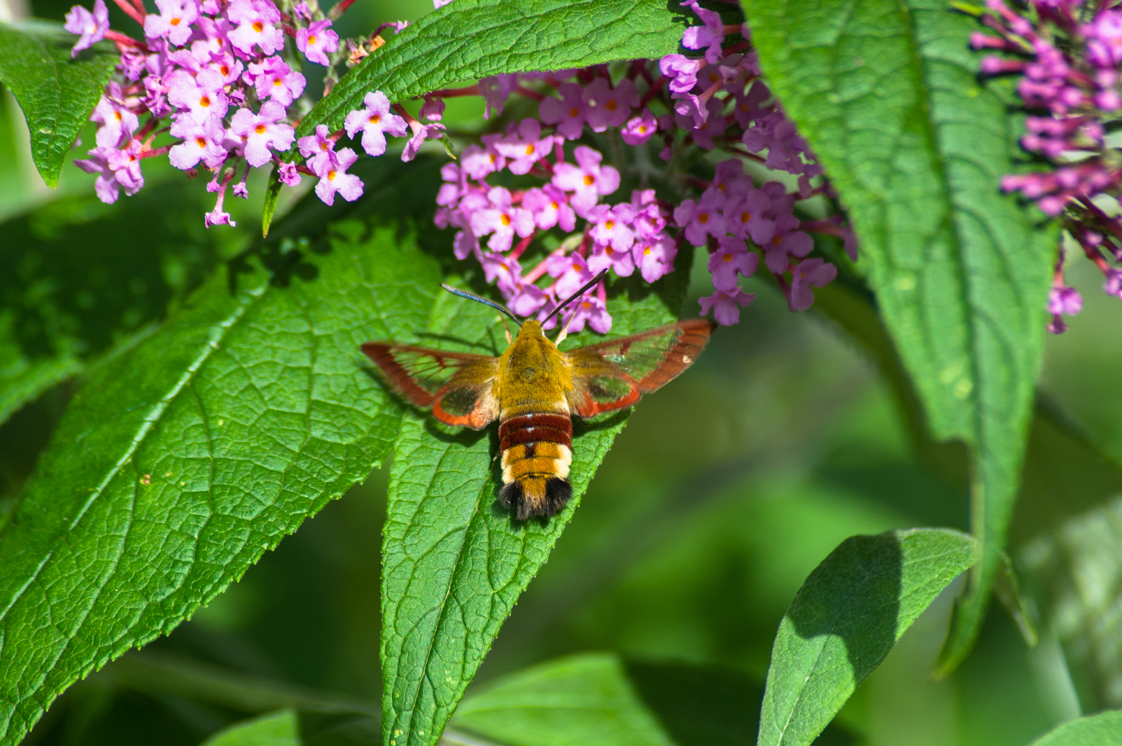 Deutschland 2017: BaWü, Hummelschwärmer (Hemaris fuciformis)