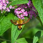 Deutschland 2017: BaWü, Hummelschwärmer (Hemaris fuciformis)