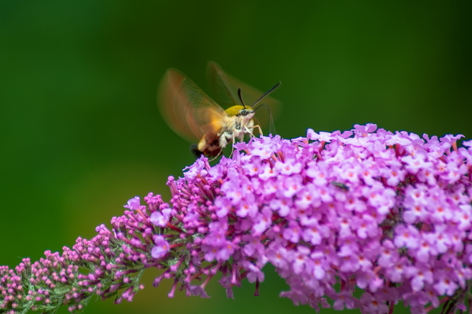 Deutschland 2017: BaWü, Hummelschwärmer (Hemaris fuciformis)