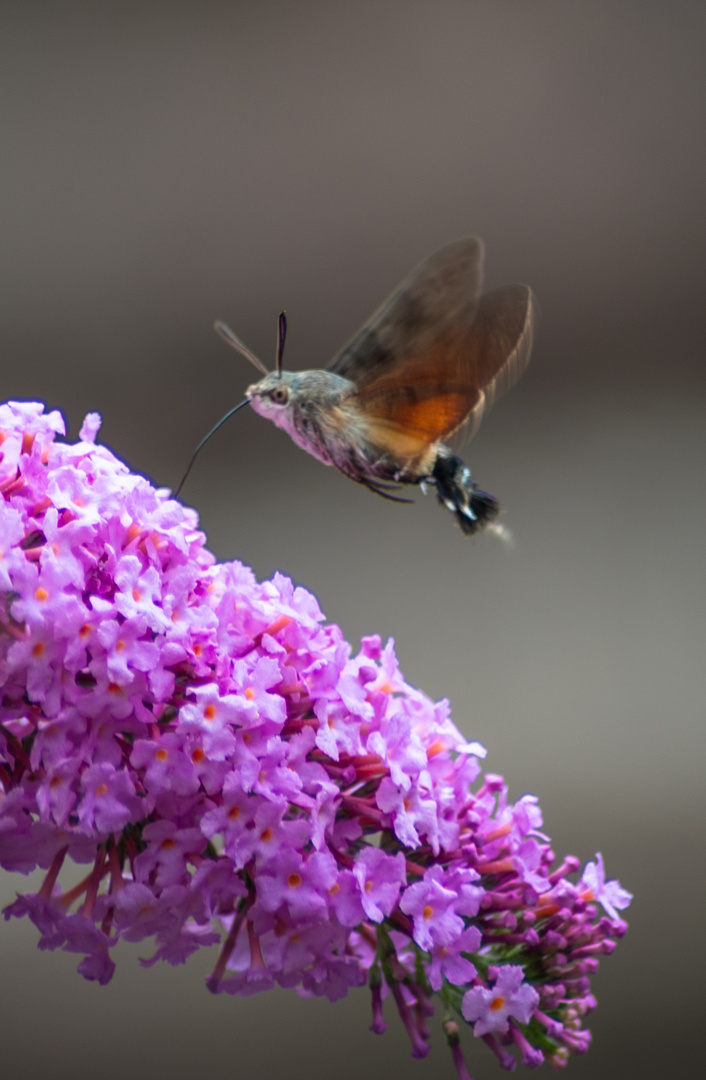 Deutschland 2017: BaWü, Taubenschwänzchen (Macroglossum stellatarum) Flugstudie