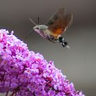 Deutschland 2017: BaWü, Taubenschwänzchen (Macroglossum stellatarum) Flugstudie