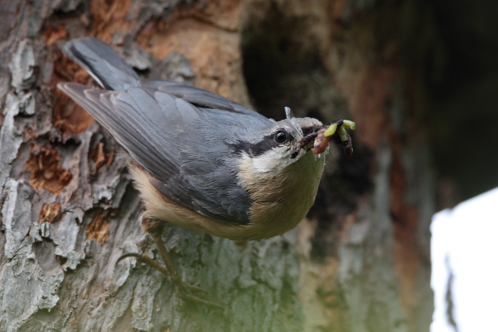 Deutschland-Deutschland, Dettingen a.d. Erms, Biosphärengebiet schw. Alb